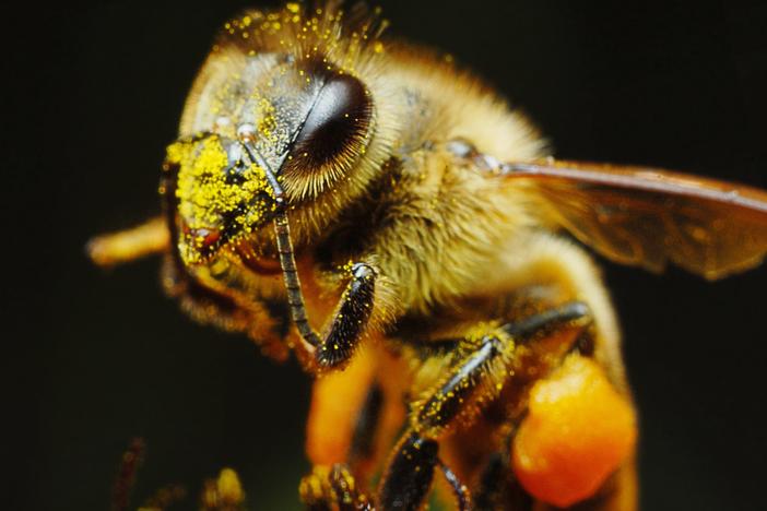 These 5 Bees Are Waaay More Than Honey and Stingers: asset-mezzanine-16x9