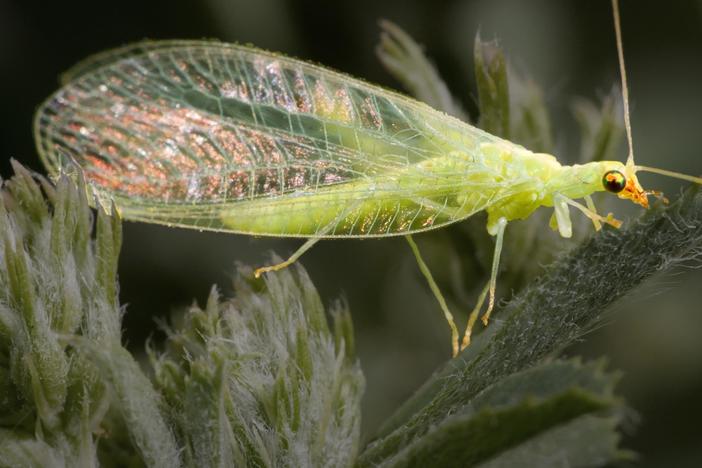 Lacewing Bachelors Vibrate to Find a Valentine: asset-mezzanine-16x9