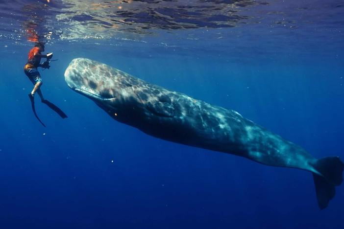 Patrick and the Whale: asset-mezzanine-16x9