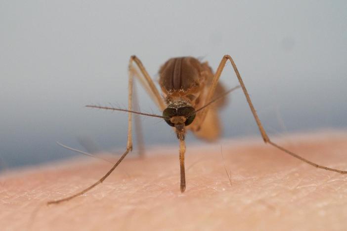 5 of the Worst Tiny Bloodsuckers That Have Ever Bitten Us: asset-mezzanine-16x9