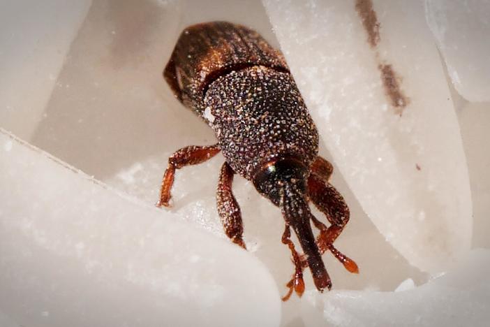 This Weevil Was Born in Your Rice and It’s Hungry: asset-mezzanine-16x9