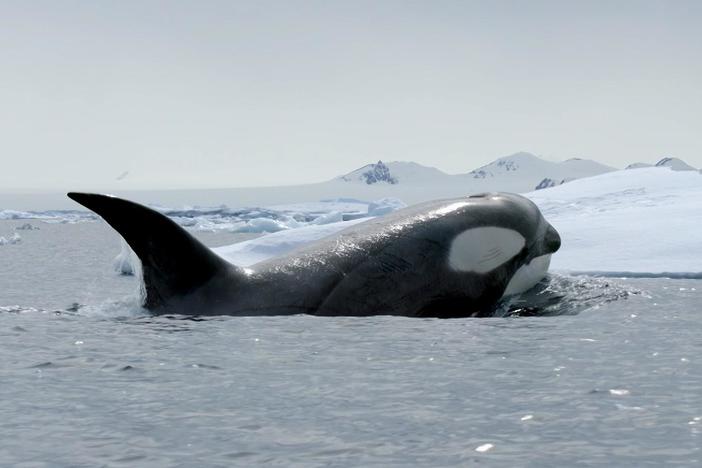 Expedition Killer Whale: asset-mezzanine-16x9