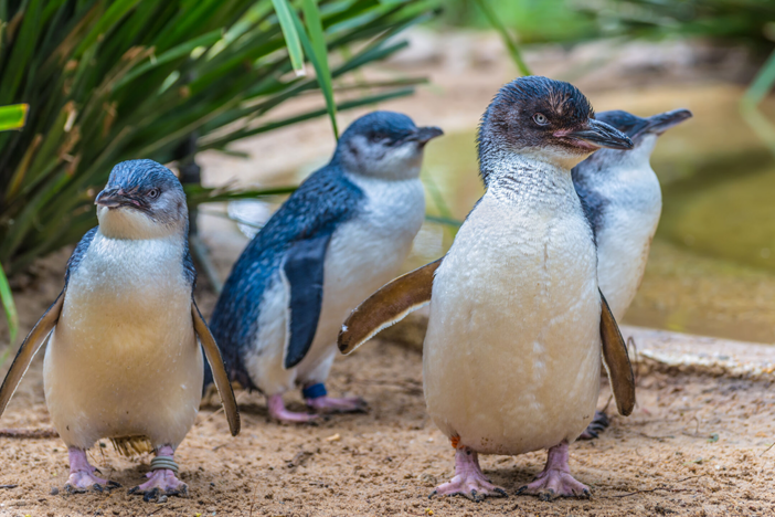 Penguins: Meet the Family: asset-mezzanine-16x9