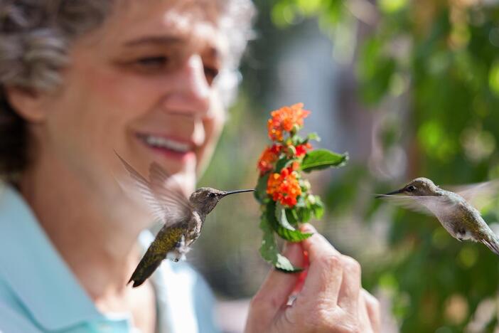 Hummingbirds of Hollywood: asset-mezzanine-16x9