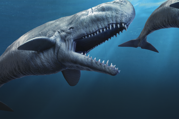 Could This Sperm Whale Eat The Meg?: asset-mezzanine-16x9