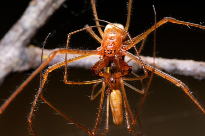 Spider Love Is a Battlefield: asset-mezzanine-16x9
