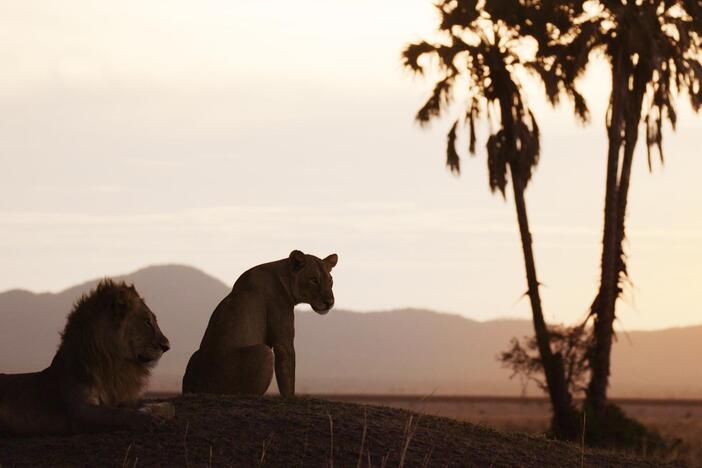 Salvation | Katavi: Africa's Fallen Paradise: asset-mezzanine-16x9