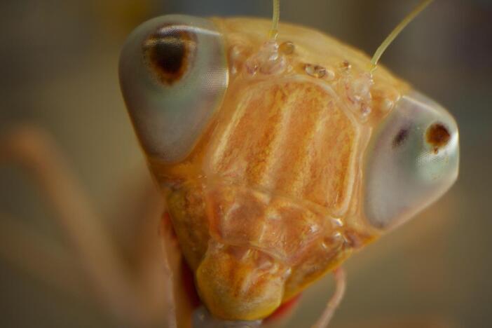Insect Apocalypse?: asset-mezzanine-16x9