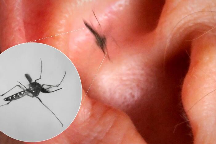 Why Mosquitoes Buzz in Your Ear: asset-mezzanine-16x9