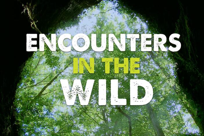 Encounters in the Wild: asset-mezzanine-16x9
