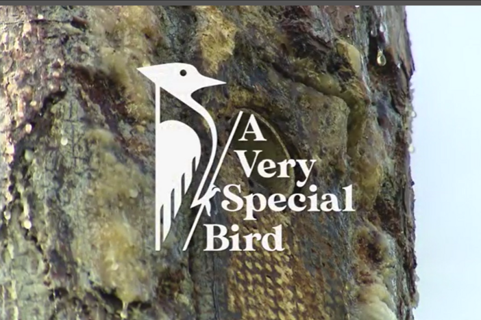 A Very Special Bird: asset-mezzanine-16x9