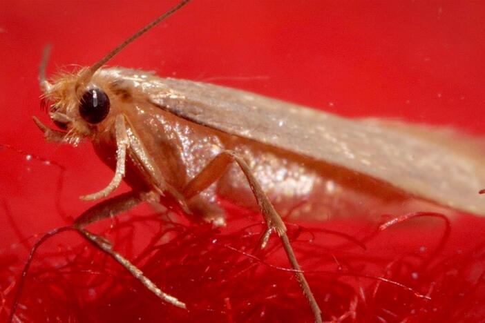 Clothes Moths Got Your Sweater? There's a Wasp for That: asset-mezzanine-16x9