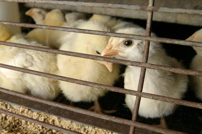 FILE PHOTO: Chicks free of bird flu await purchase in a Houston feed and farm supply store February 24, 2004 while the state's farmers and the U.S. Agriculture Department contend with the discovery of a Texas chicken flock diagnosed with a highly pathogenic strain of avian influenza. The strain of avian bird flu found in the state is not as deadly as the strain devastating Asian poultry, according to animal health scientists. REUTERS/Richard Carson RJC/File Photo