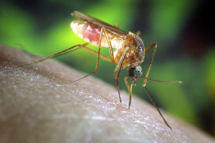 A Culex quinquefasciatus mosquito is shown in this undated photograph on a human finger in this undated photo. The Culex quinquefasciatus mosquito is proven to be a vector associated with transmission of the West Nile Virus. Photo via REUTERS
