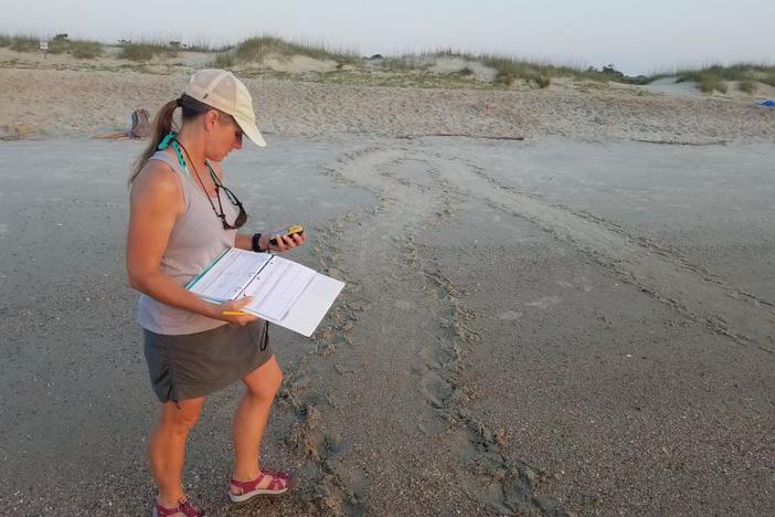 Tammy Smith records GPS data for a turtle crawl on Tybee Island in 2019. 