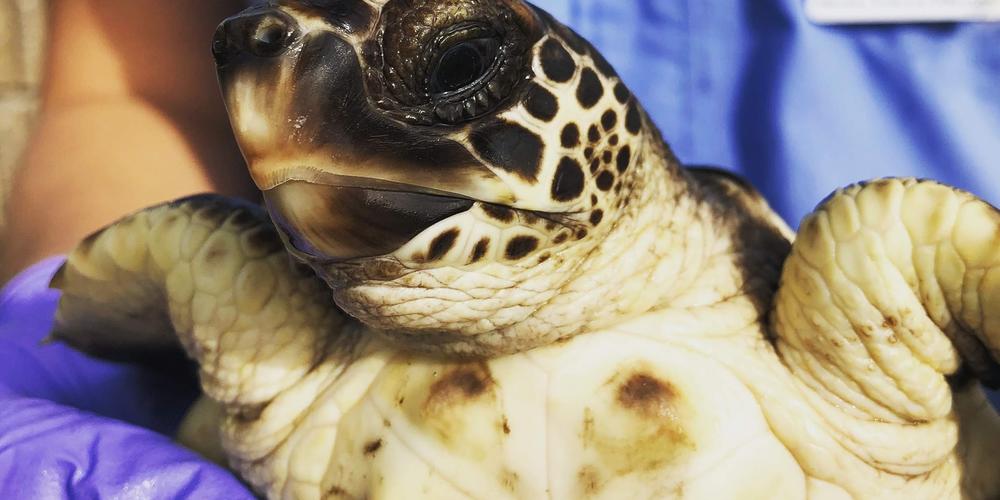 Admiral the loggerhead Sea Turtle