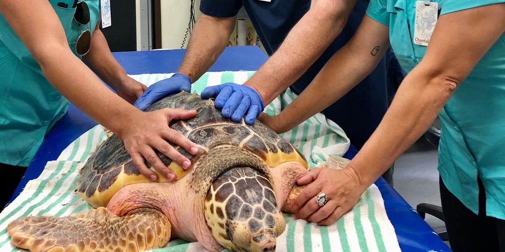 Admiral at the Georgia Turtle Sea Turtle Center