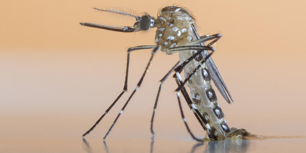 Aedes Aegypti