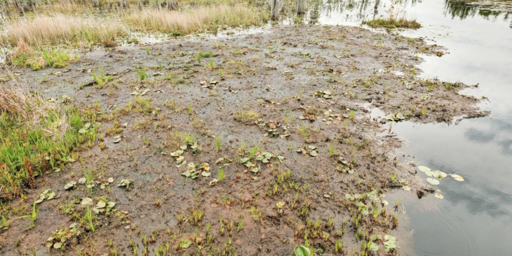 Grasses and sedges are among the first plants to grow on the peat that floats to the surface of the Okefenokee Swamp. Credit: Justin Taylor