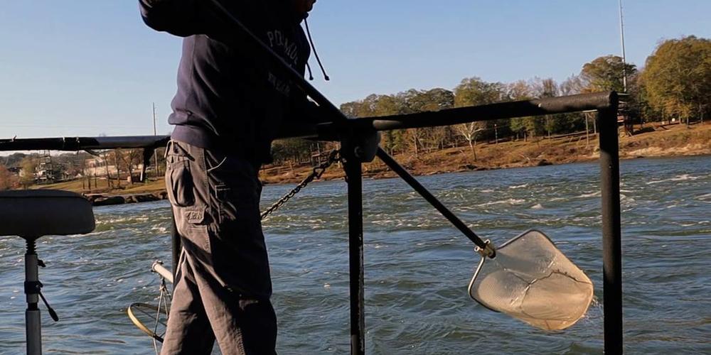 Dr. Steven Sammons grabbing stunned fish below waveshaper on Nov. 29, 2023 in Columbus, Ga.
