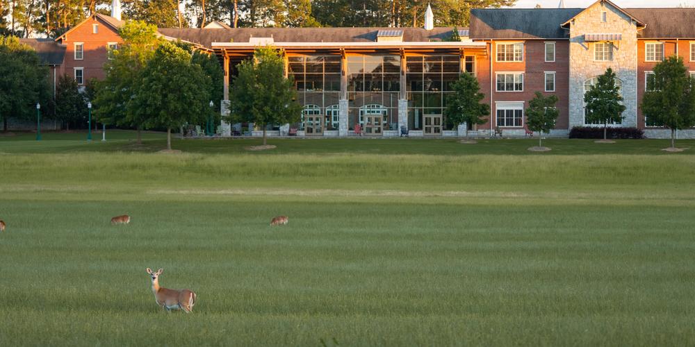 Deer grazzing at Berry College.