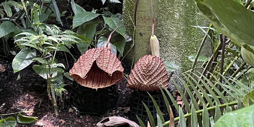 The corpse flower is pictured here at the Atlanta Botanical Gardens.