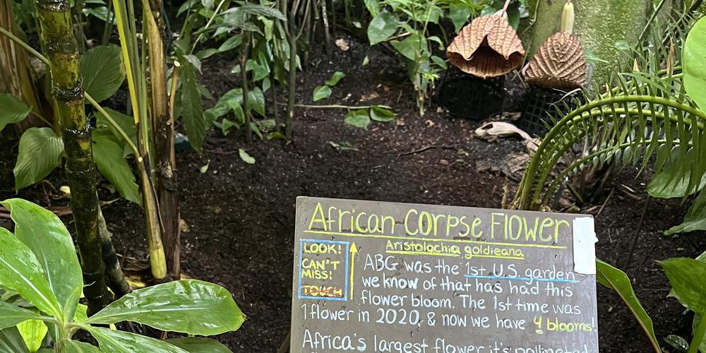 A sign explaining the African Corpse Flower at the Atlanta Botanical Garden.A sign explaining the African Corpse Flower at the Atlanta Botanical Garden.