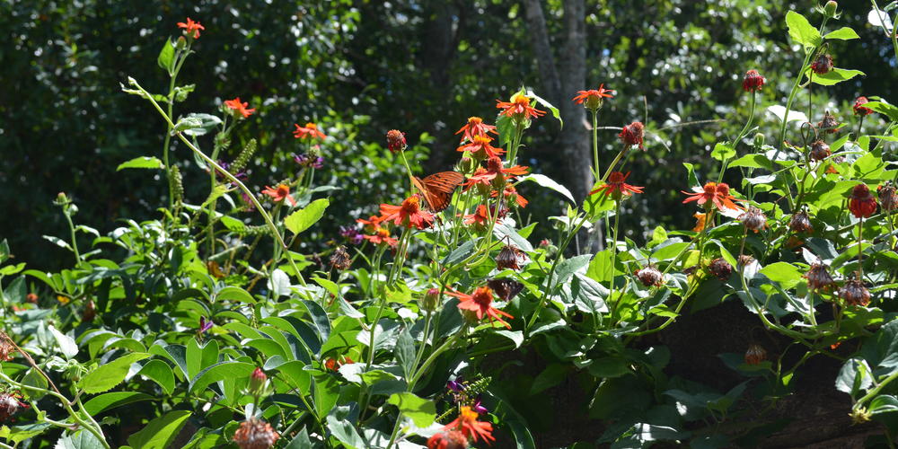 Flowers at the Atlanta Botanical Gardens.