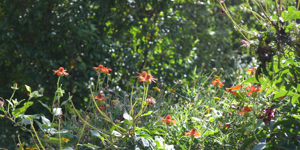 Flowers at the Atlanta Botanical Garden.