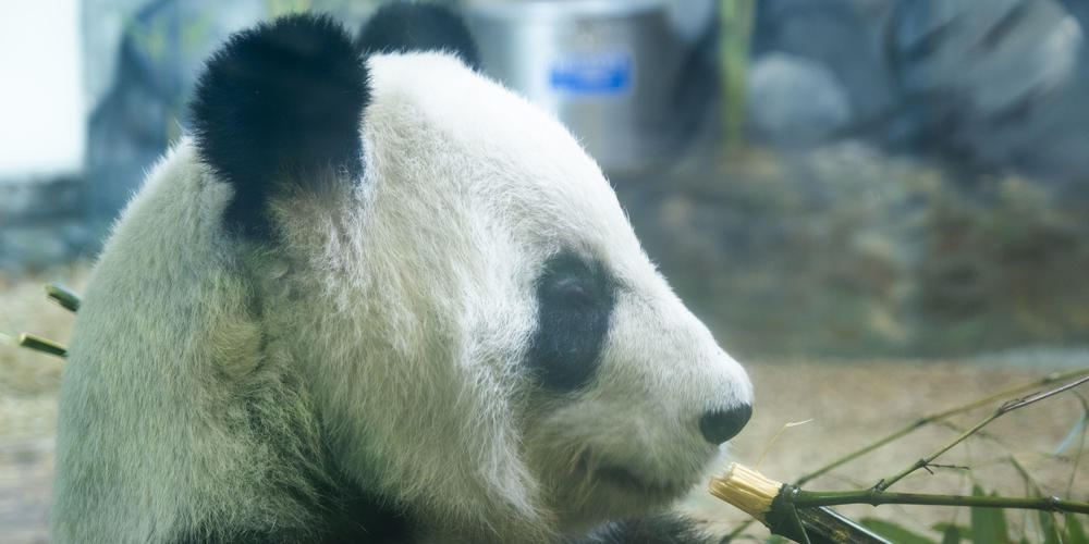 A Giant panda is pictured here at Zoo Atlanta.