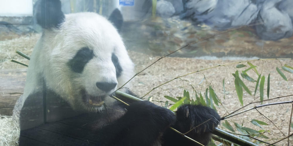 A Giant panda is pictured here at Zoo Atlanta.