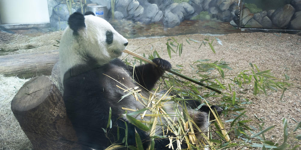 A Giant panda is pictured here at Zoo Atlanta.