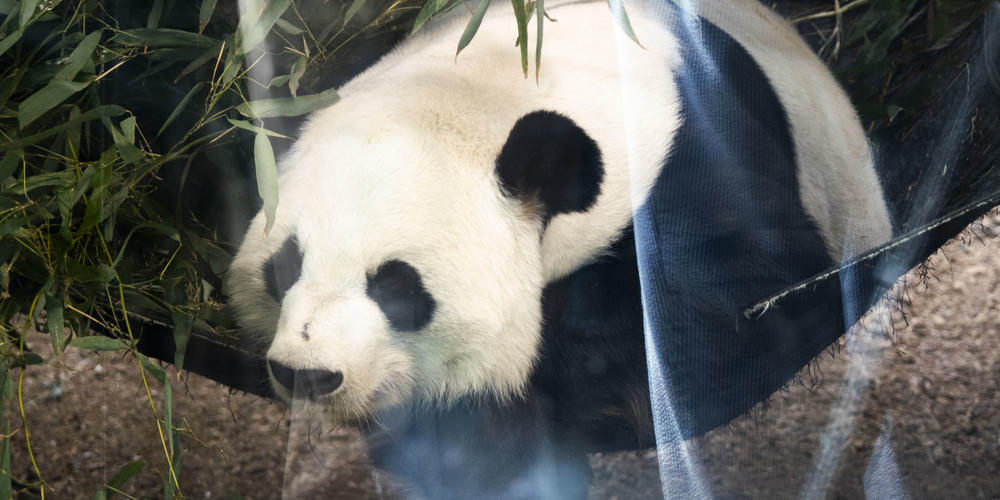 A Giant panda is pictured here at Zoo Atlanta.