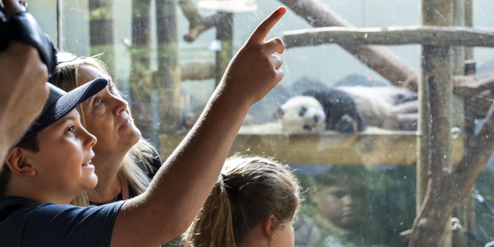 Guests at Zoo Atlanta view an informational video on Giant pandas.