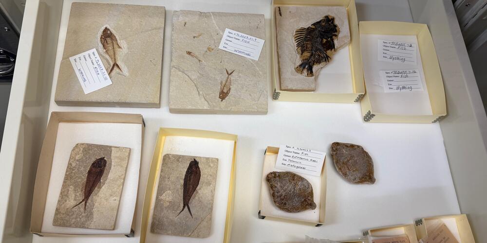 Fossils in the archives of the Tellus Science Museum