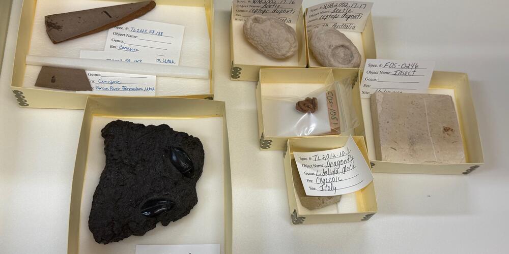 Fossils in the archives of the Tellus Science Museum.
