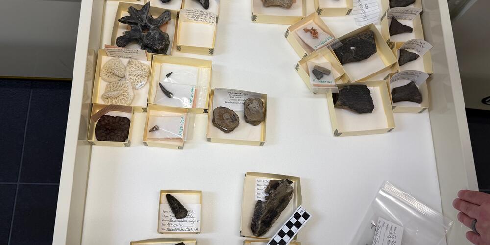 Fossils in the archives of the Tellus Science Museum.