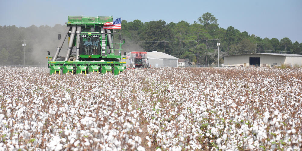 A cotton field being harvested by heavy equipment
