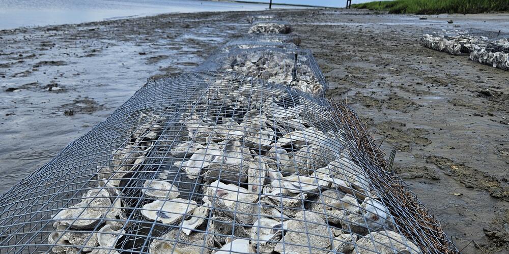 Wire mesh cages containing oyster shells and pine straw are designed to help rebuild oyster reefs along Teakettle Creek in McIntosh County.