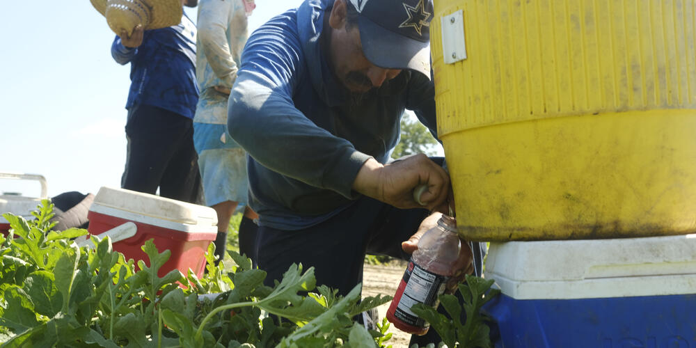 Workers in watermelon fields typically use one large water cooler per school bus based crew plus whatever other drinks and drink mixes a worker wants to bring to the field. Workers take frequent breaks to drink.