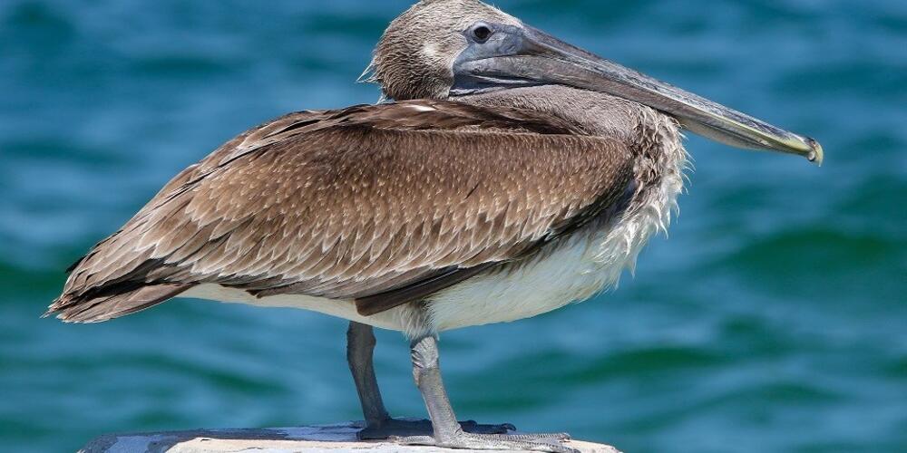 The brown pelican is among the species protected by Georgia's bird island rule, which prohibits public access to certain coastal islands and sandbars.