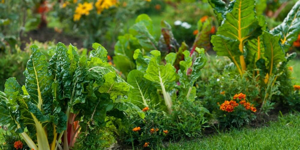 Swiss chard planted in a home garden.