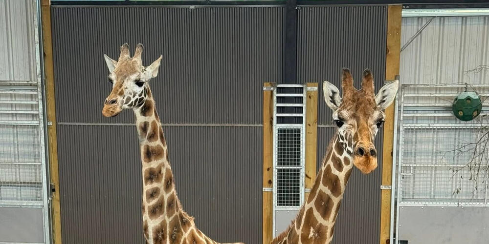 Giraffe's at the Georgia Conservation Safari Park