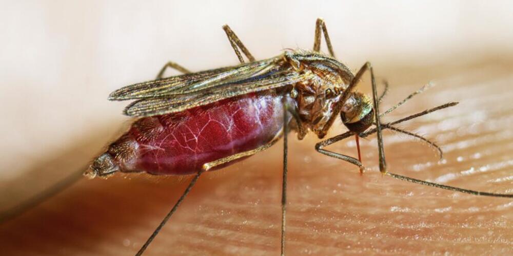 Mosquito engorged with blood feeding on human finger