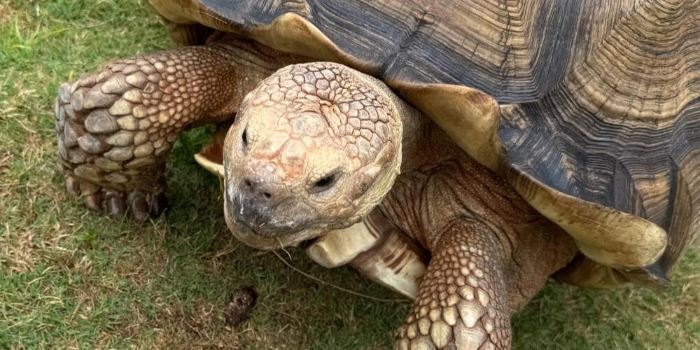 Tortoise at the Georgia Conservation Safari Park