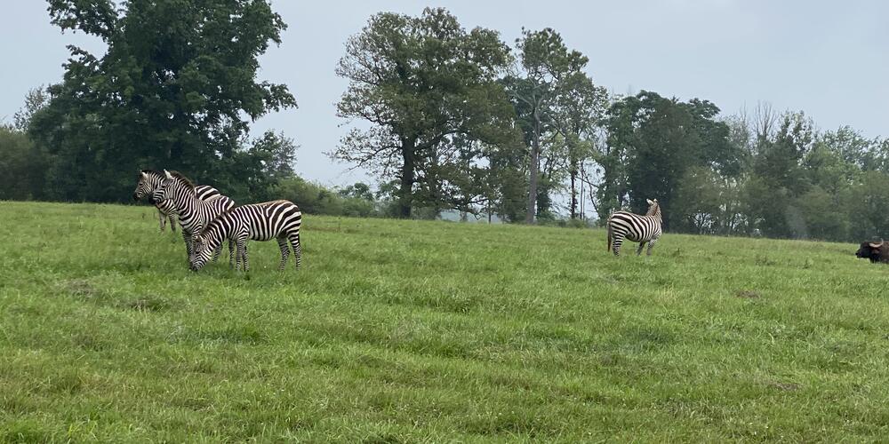 Zebra's at the Georgia Conservation Safari Park