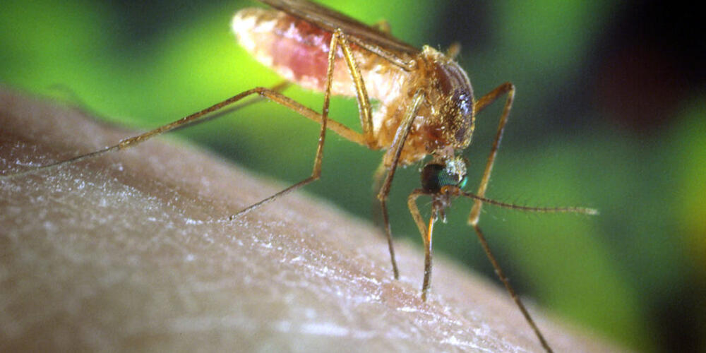 The Culex quinquefasciatus mosquito is proven to be a vector associated with transmission of the West Nile Virus. 