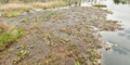 Grasses and sedges are among the first plants to grow on the peat that floats to the surface of the Okefenokee Swamp. Credit: Justin Taylor