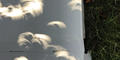 A photo of a partial eclipse images passing through tree leaves. Credit: Philip Groce.