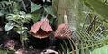 The corpse flower is pictured here at the Atlanta Botanical Gardens. 